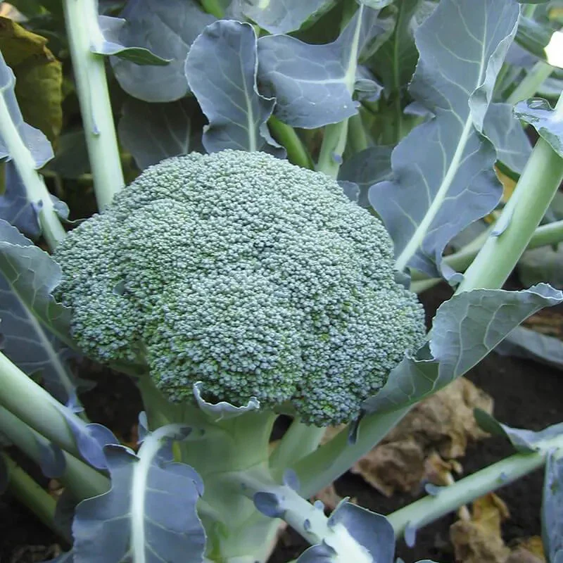 Broccoli Emerald Crown F1 - Image 5