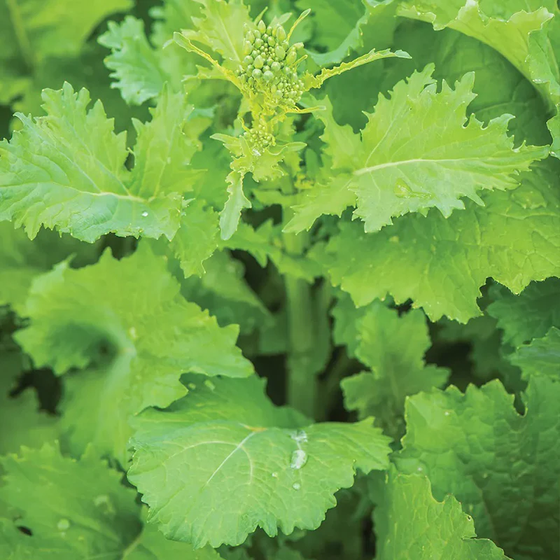 Broccoli Raab, Spring - Image 2