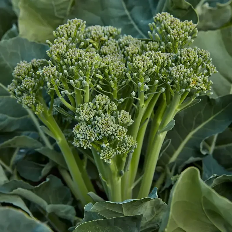 Broccoli Seeds (Organic) - Aspabroc F1 - Image 5