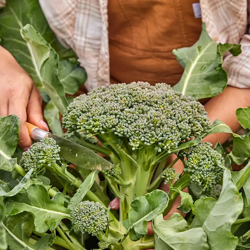 Broccoli, Sun King Hybrid - Image 3