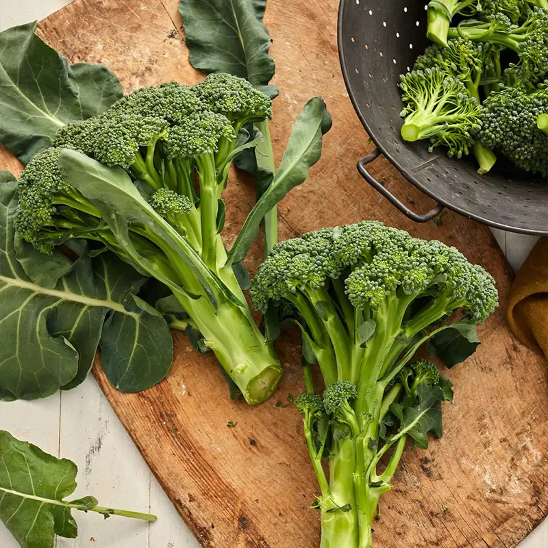 Broccoli, Sun King Hybrid - Image 4