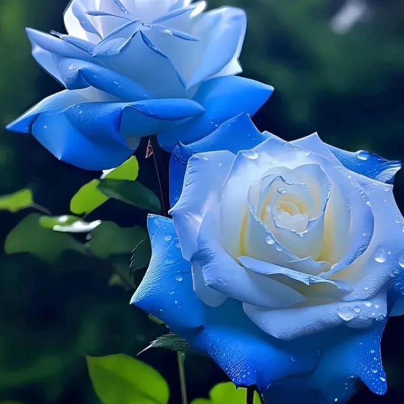Broken Ice Blue Rose Seeds - Rare - Image 5