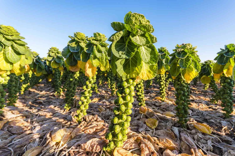 Brussels Sprout Seeds - Rare Heirloom Brussel Sprout Seeds - Image 5