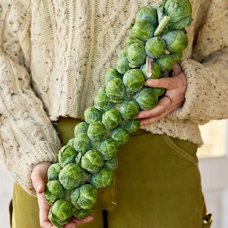 Brussels Sprouts, Green Gems Hybrid - Image 2