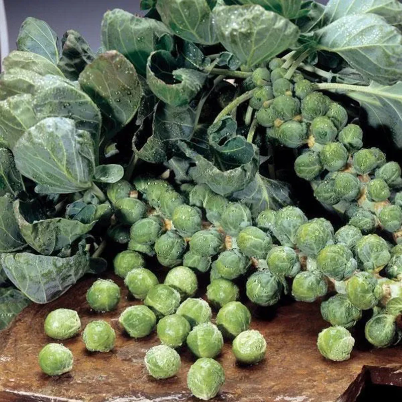 Brussels Sprouts Marte F1 - Image 2