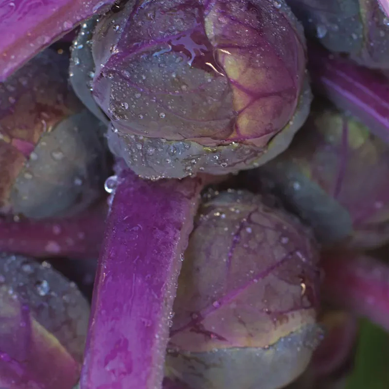 Brussels Sprouts, Redarling Hybrid - Image 3