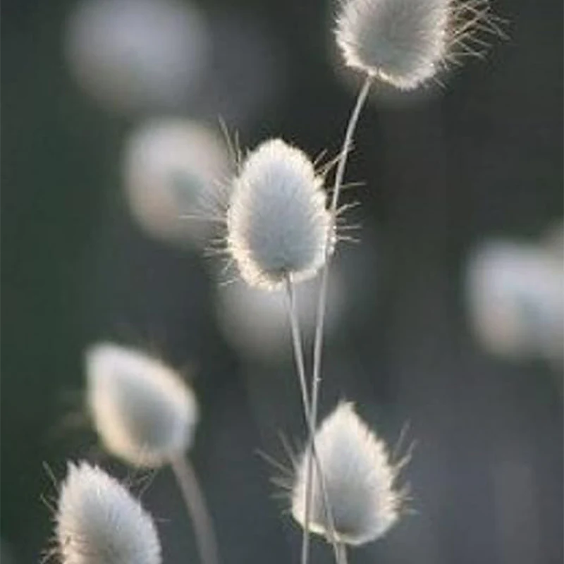 Bunny Tails Ornamental Grass Seeds for Planting, Dried Flowers, Crafts, Lagarus Ovatus - Image 2