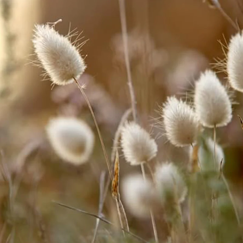 Bunny Tails Ornamental Grass Seeds for Planting, Dried Flowers, Crafts, Lagarus Ovatus - Image 3