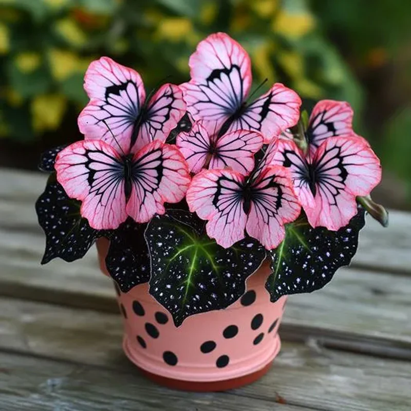 Butterfly Begonia Black line powder