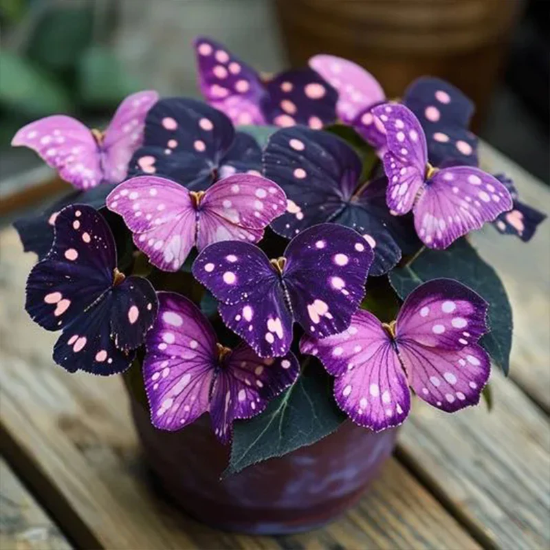 Butterfly Begonia Dark purple + light purple