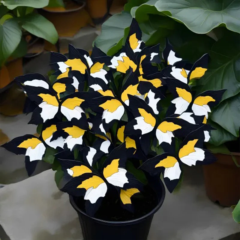 Butterfly Begonia: Unleash Whimsy in Your Garden! - Image 21