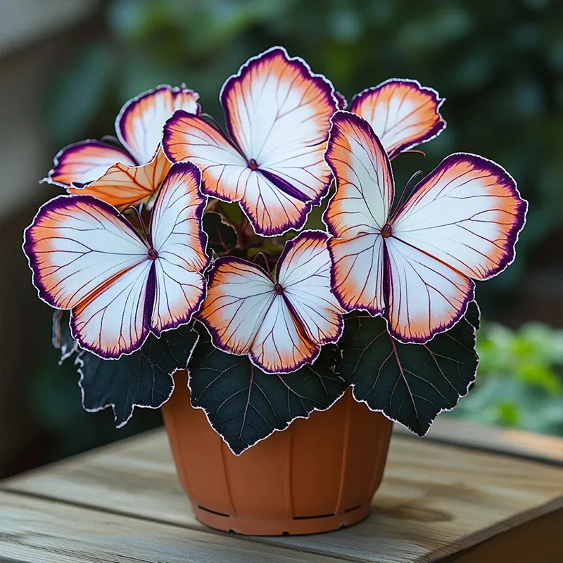 Butterfly Begonia: Unleash Whimsy in Your Garden! - Image 5