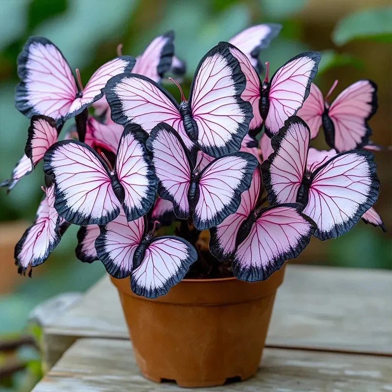 Butterfly Begonia: Unleash Whimsy in Your Garden! - Image 8