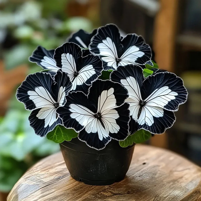 Butterfly Begonia: Unleash Whimsy in Your Garden! - Image 9