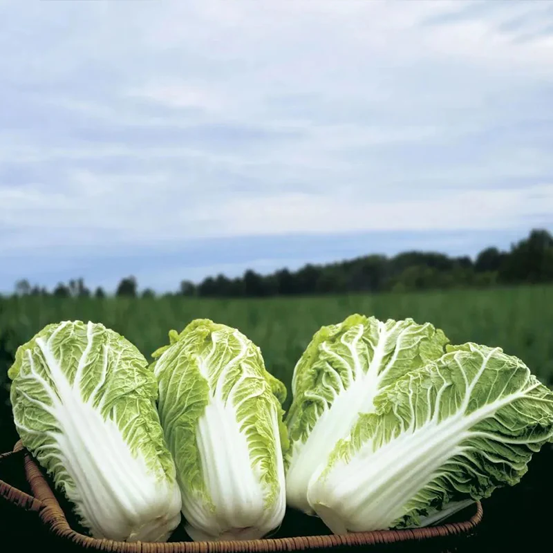 Cabbage Bilko F1 Organic - Image 2
