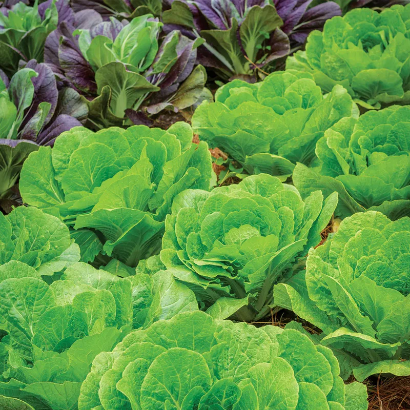 Cabbage Seeds Napa Barrel Head Hybrid - Image 2