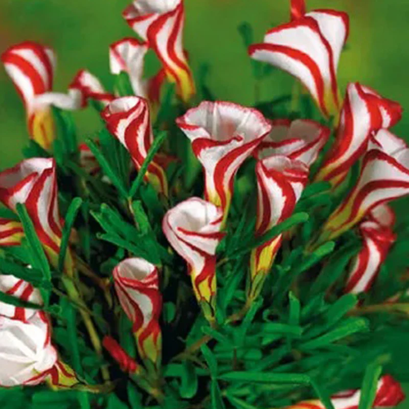Candy Cane Oxalis Versicolor Plant Seeds - Image 7
