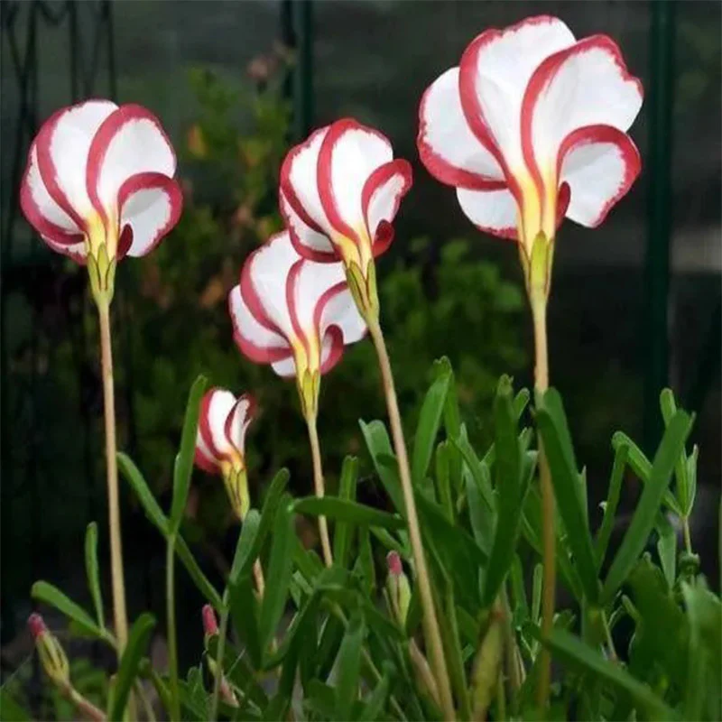 Candy Cane Sorrel Oxalis Versicolor Seeds Garden Flowers - Image 2