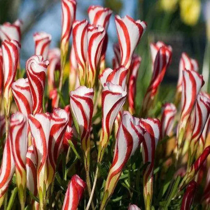 Candy Cane Sorrel Oxalis Versicolor Seeds Garden Flowers - Image 3