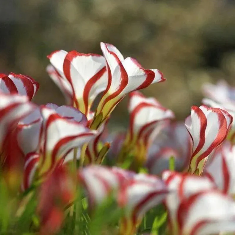 Candy Cane Sorrel Oxalis Versicolor Seeds Garden Flowers - Image 4