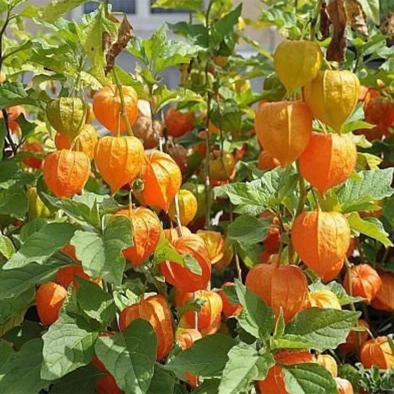 Cape Gooseberry Tomatillo, Ground Cherry Goldenberry Seeds - Image 2