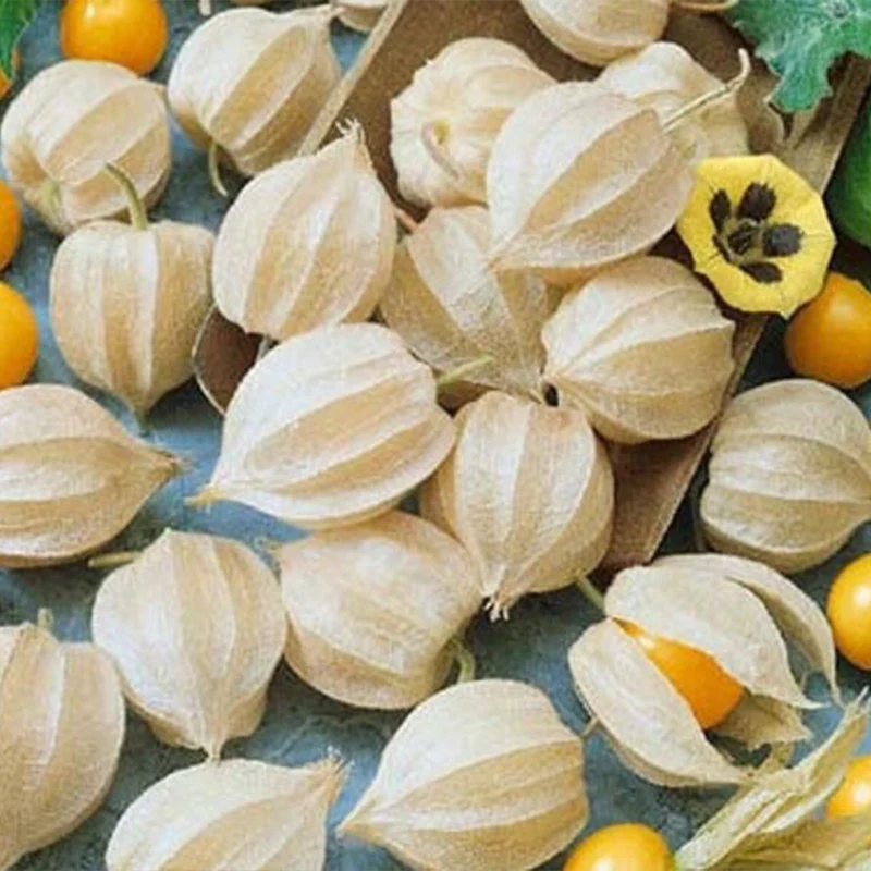 Cape Gooseberry Tomatillo, Ground Cherry Goldenberry Seeds - Image 3