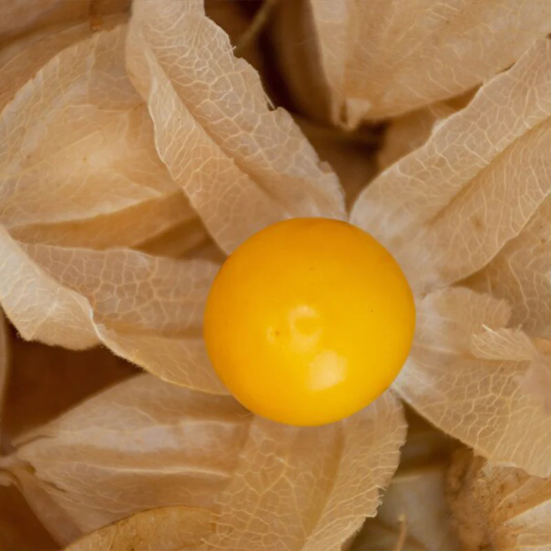 Cape Gooseberry Tomatillo, Ground Cherry Goldenberry Seeds - Image 4