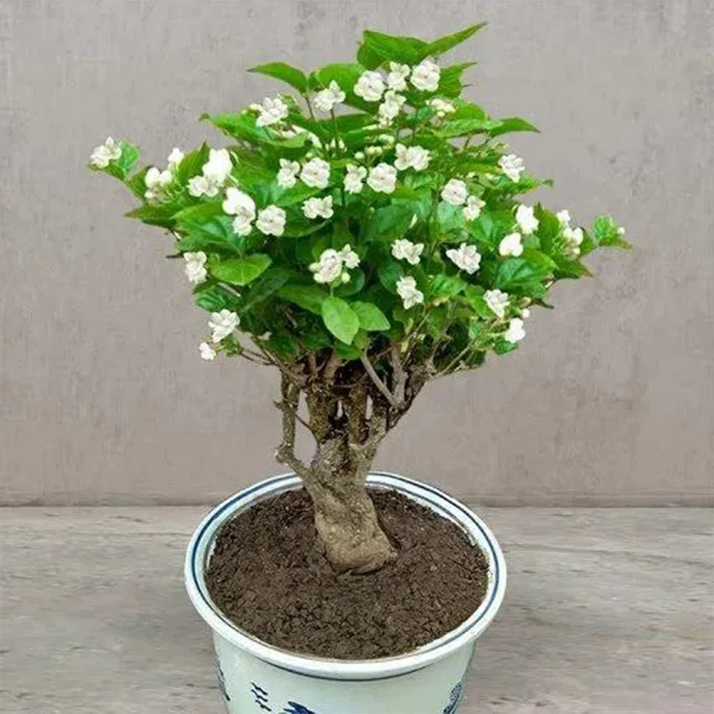 Cape Jasmine Seeds - Image 2