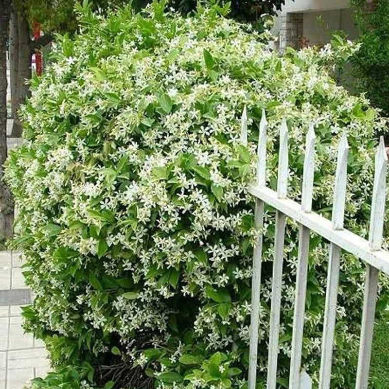Cape Jasmine Seeds - Image 6