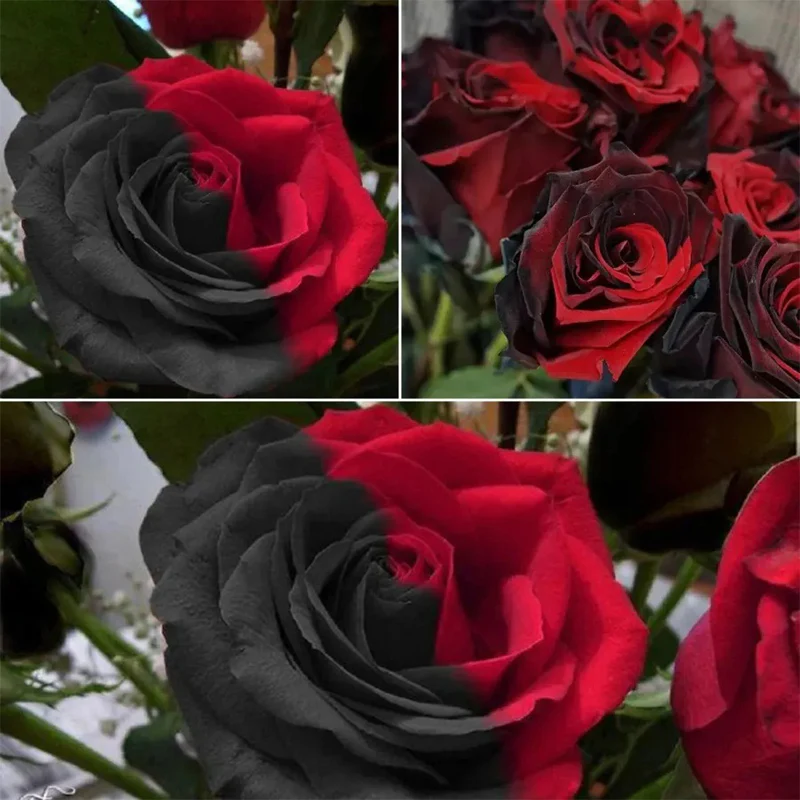 Carmen Rose - Twin Red Black Rose Seeds - Image 10