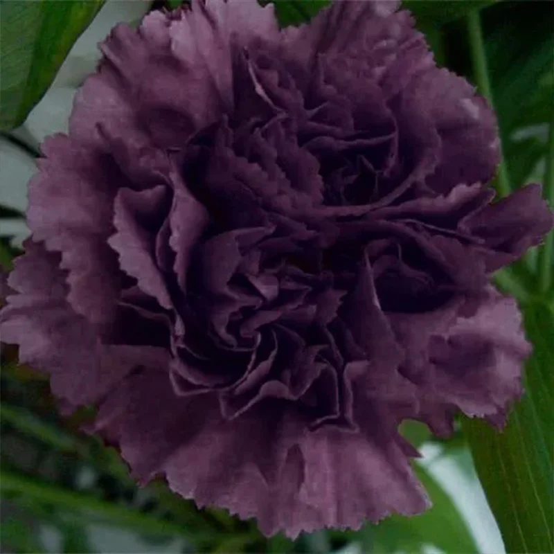 Carnation Seeds - Grenadin King of Blacks - Image 2