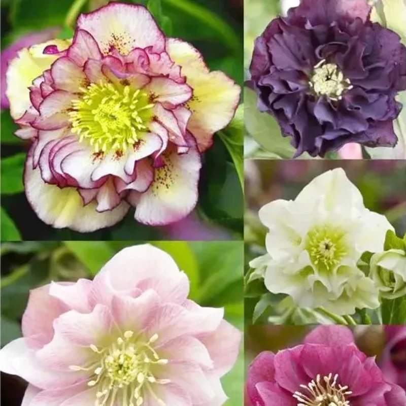 Carnival Hellebore Collection - Christmas Rose - Image 10