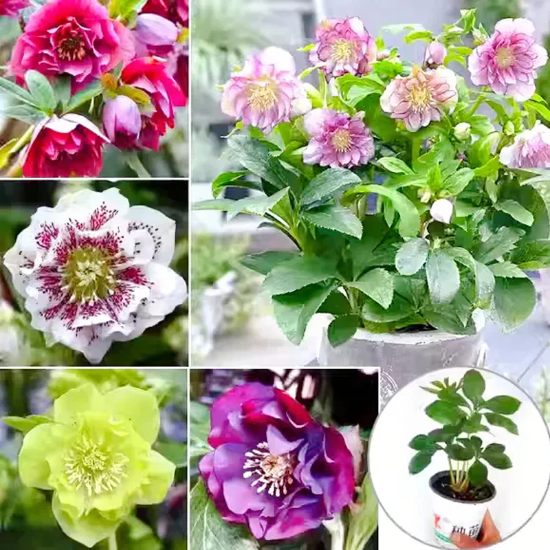 Carnival Hellebore Collection - Christmas Rose - Image 11