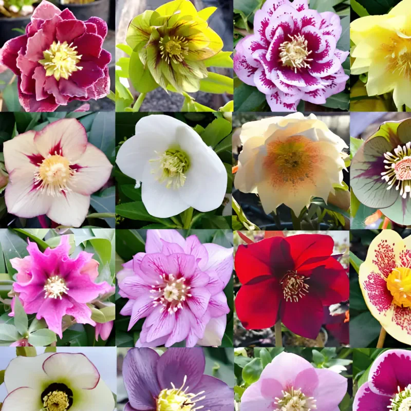 Carnival Hellebore Collection - Christmas Rose - Image 3