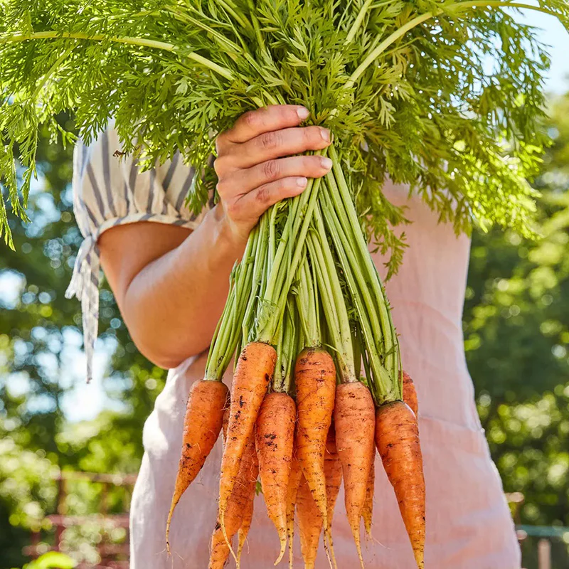 Carrot, Danvers 126 - Image 3