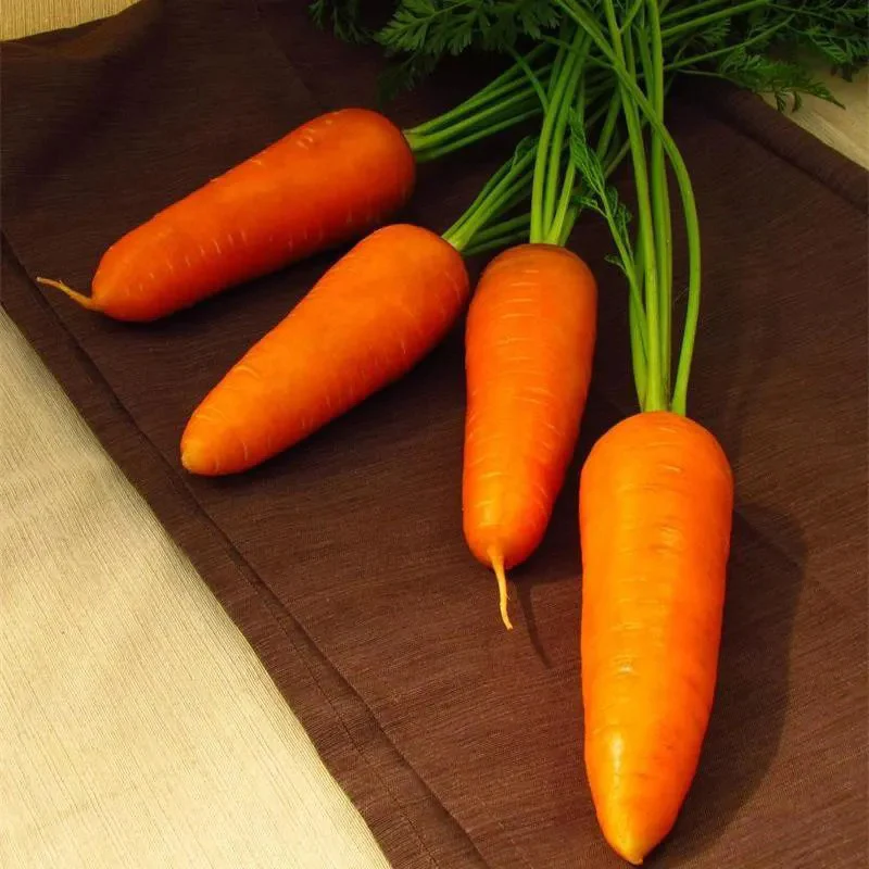 Carrot Royal Chantenay - Image 3