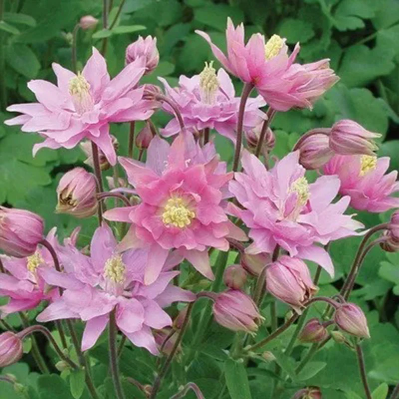 Cat's Paw Flowers Seeds - Image 6