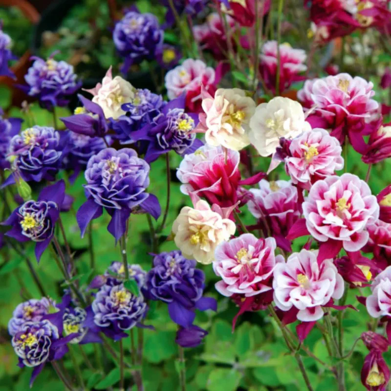 Cat's Paw Flowers Seeds - Image 8