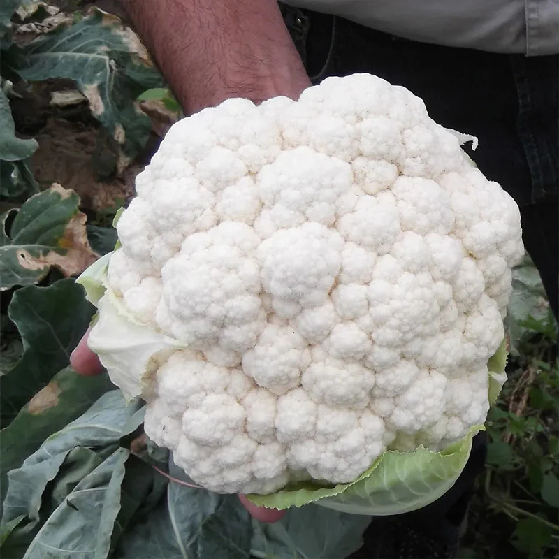 Cauliflower Absolute F1 - Image 2