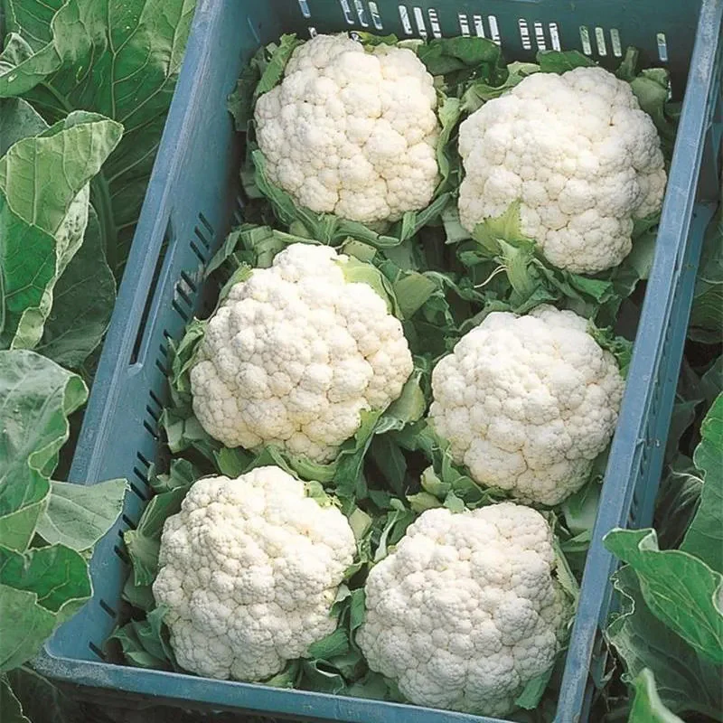 Cauliflower Absolute F1 - Image 5