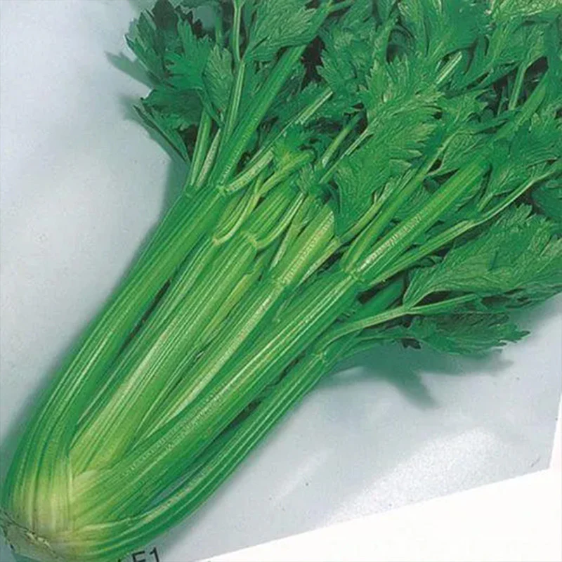 Celery Tango Organic - Image 2