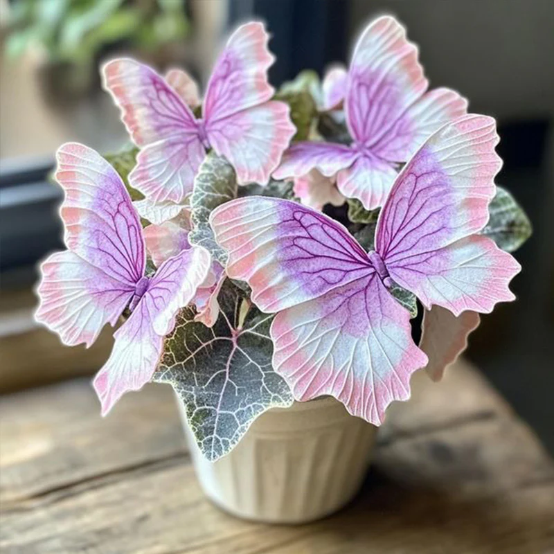 Charming Butterfly Plant Seeds - Image 3