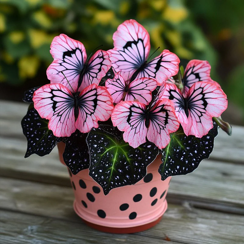 Charming Butterfly Plant Seeds - Image 4
