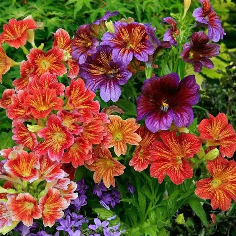 Chilean Morning Glory Seeds - Image 10