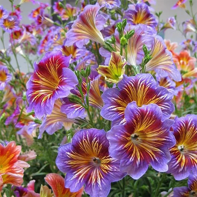 Chilean Morning Glory Seeds for Stunning Garden Flowers - Image 2