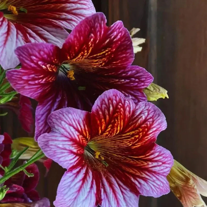 Chilean Morning Glory Seeds - Image 11