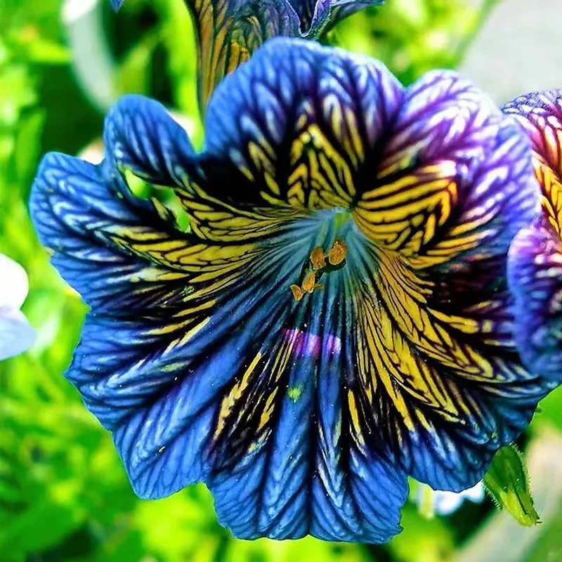 Chilean Morning Glory Seeds - Image 2