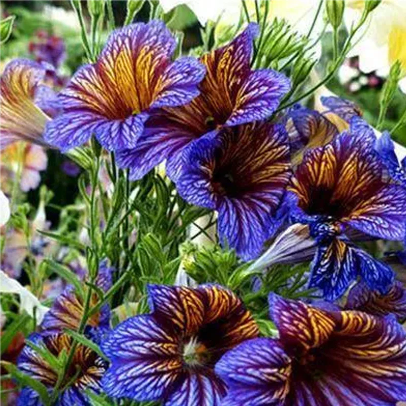 Chilean Morning Glory Seeds - Image 6