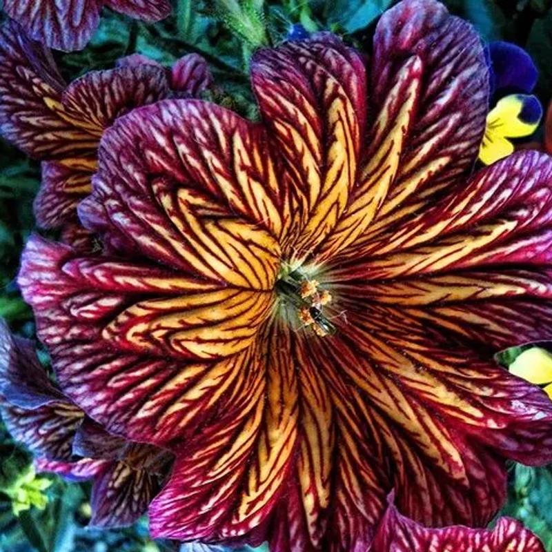 Chilean Morning Glory Seeds - Image 8