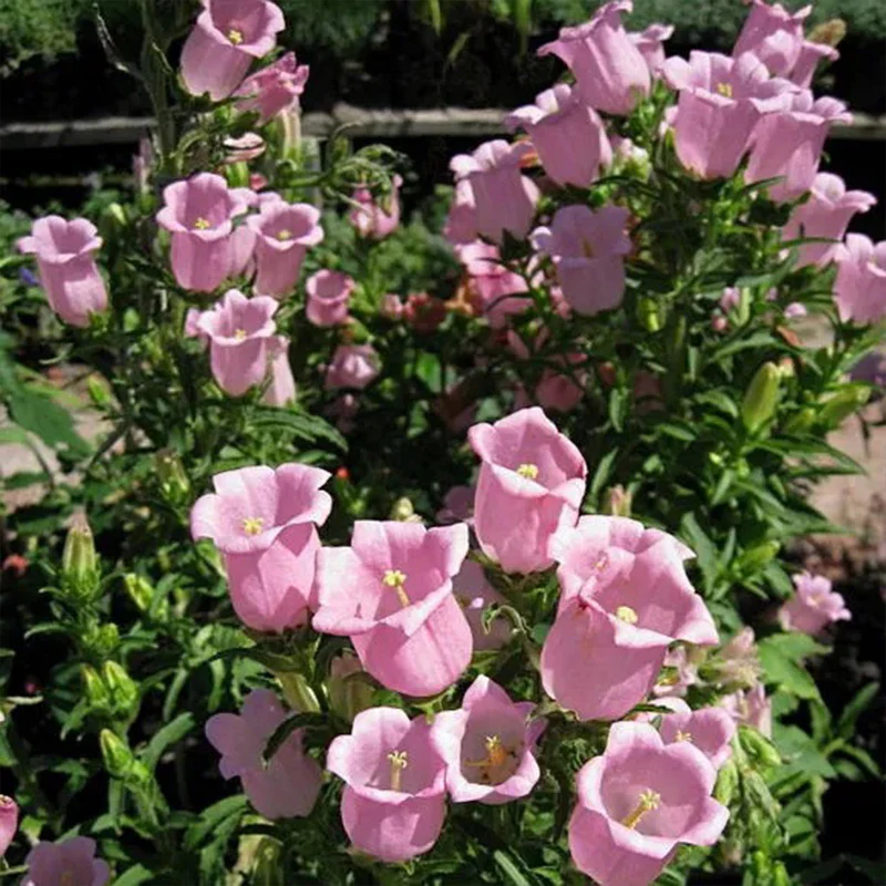 Chimes Flowers Seeds - Image 2